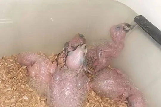 Amazonka Amazonki Niebiesko Czelna Pupil do domu hodowli Recznie Wykarmiona