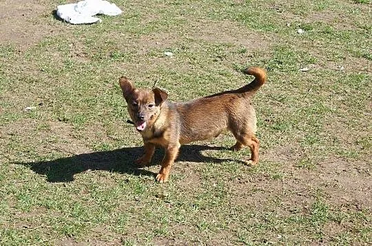 3 kg Fistaszek poleca się do adopcji!