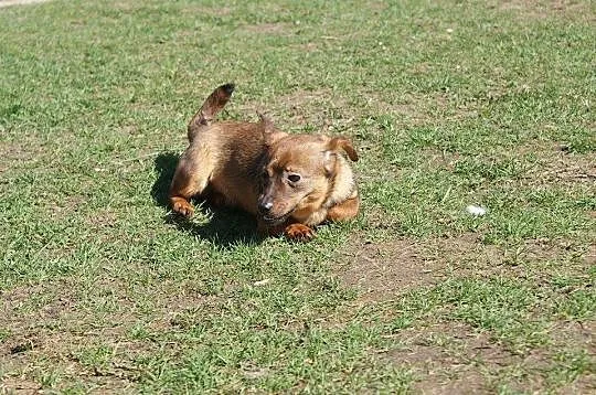 3 kg Fistaszek poleca się do adopcji!