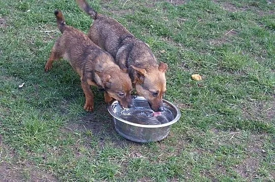 3 kg Fistaszek poleca się do adopcji!