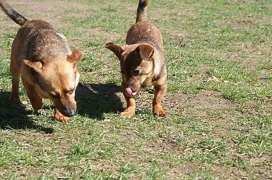 3 kg Fistaszek poleca się do adopcji!