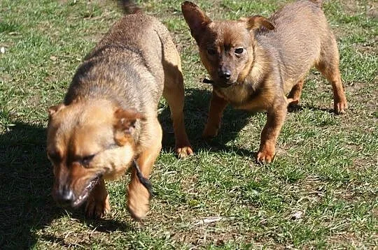 3 kg Fistaszek poleca się do adopcji!