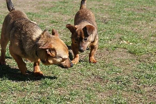 3 kg Fistaszek poleca się do adopcji!