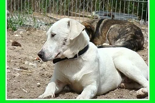 Adopcja łagodny,misiowaty,przytulak,lgnie do człow
