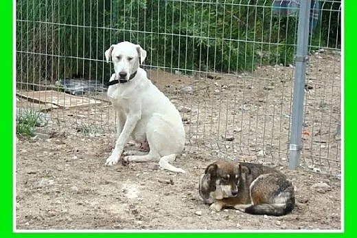 Adopcja łagodny,misiowaty,przytulak,lgnie do człow