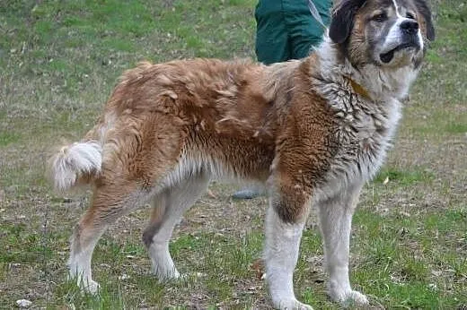 Tajga mix kaukaza bardzo kochana i przyjazna sunia