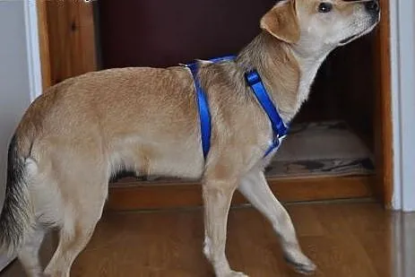 Mikro labradorka Gaja szuka domu,  mazowieckie War