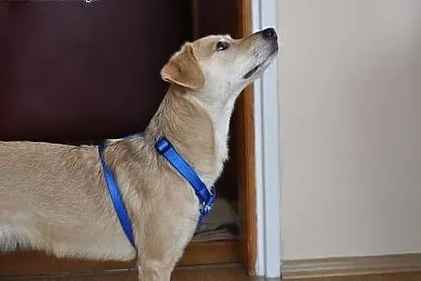 Mikro labradorka Gaja szuka domu,  mazowieckie War