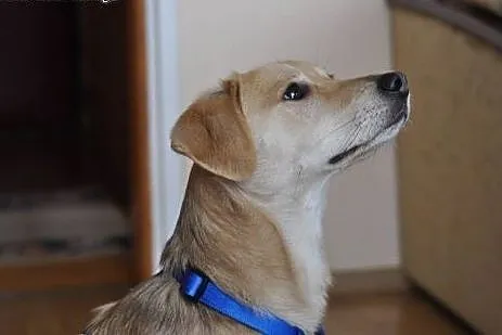 Mikro labradorka Gaja szuka domu,  mazowieckie War