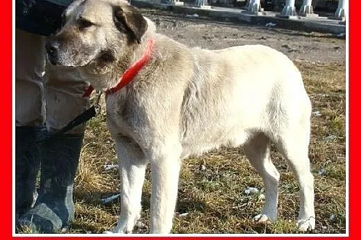 Duży 36 kg gładkowłosy,płowy BARI,spokojny,zrównow