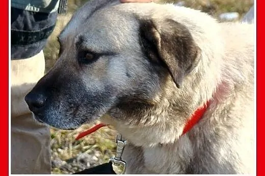 Duży 36 kg gładkowłosy,płowy BARI,spokojny,zrównow