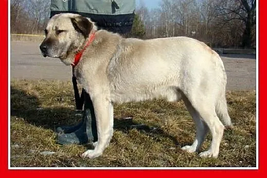 Duży 36 kg gładkowłosy,płowy BARI,spokojny,zrównow