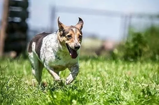 Gacek to super psiak, bez żaaaadnych wad! ;-),  ma