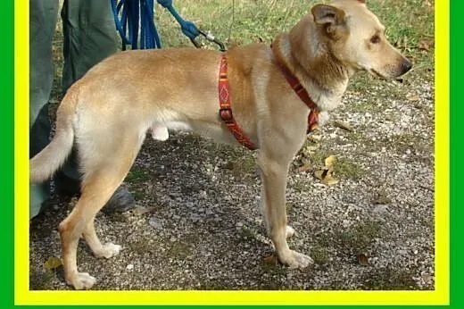 20kg,młody,aktywny,przyjazny,przytulaśny,łagodny,p