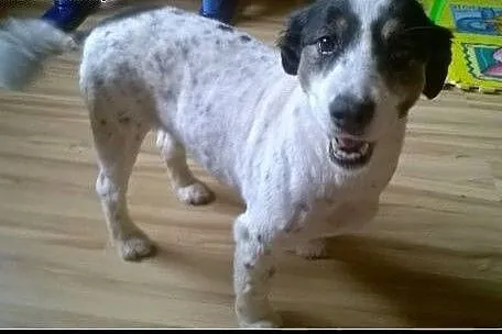 Suczka Diuna szuka domu! 6 lat kundelek DT,  mazow