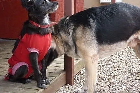 Kochana, pięknooka Kaja do adopcji,  kujawsko-pomo
