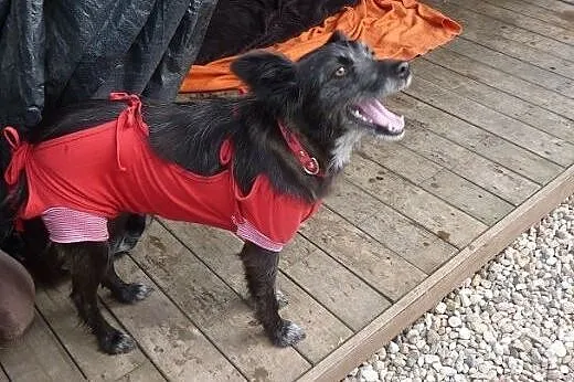 Kochana, pięknooka Kaja do adopcji,  kujawsko-pomo