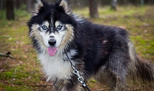 Harry - uroczy husky czeka na swój nowy dom, śląs