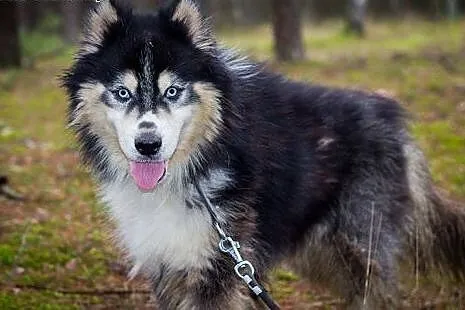 Harry - uroczy husky czeka na swój nowy dom,  śląs