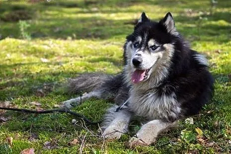 Harry - uroczy husky czeka na swój nowy dom,  śląs