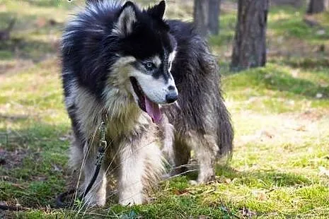 Harry - uroczy husky czeka na swój nowy dom,  śląs