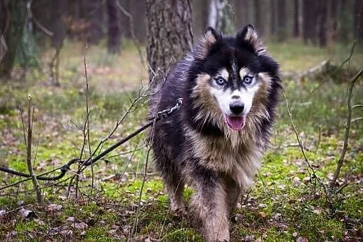 Harry - uroczy husky czeka na swój nowy dom,  śląs