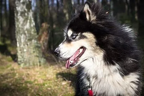 Harry - uroczy husky czeka na swój nowy dom,  śląs