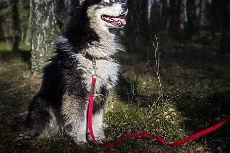 Harry - uroczy husky czeka na swój nowy dom,  śląs