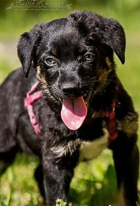 POLO - 3 kg BEZTROSKIEGO dzieciaka do adopcji, m