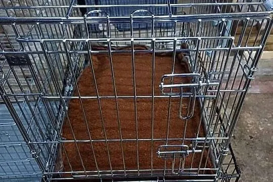 Sprzedam klatki rozkładane, Lubelskie, Zamość
