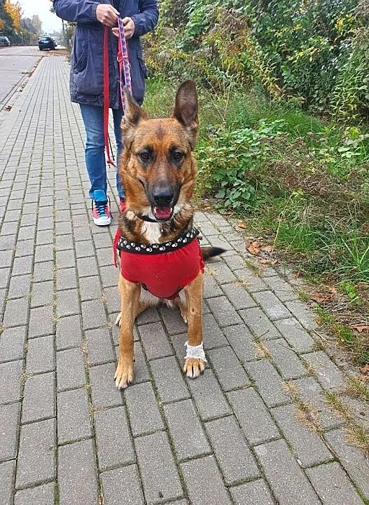 AZA szuka swojej rodziny, gdzie znajdzie się dom dla tej cudnej dziewczyny?, Łódzkie, Łódź