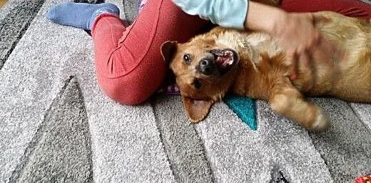 Mopek - piękny biszkopcik szuka domku :) Do adopcj