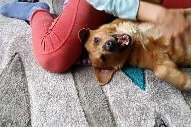 Mopek - piękny biszkopcik szuka domku :) Do adopcj