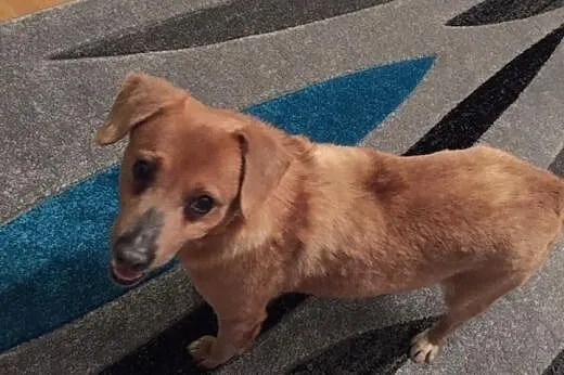 Mopek - piękny biszkopcik szuka domku :) Do adopcj