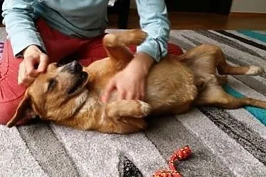 Mopek - piękny biszkopcik szuka domku :) Do adopcj