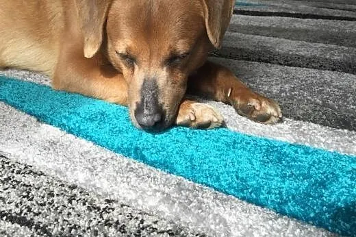 Mopek - piękny biszkopcik szuka domku :) Do adopcj
