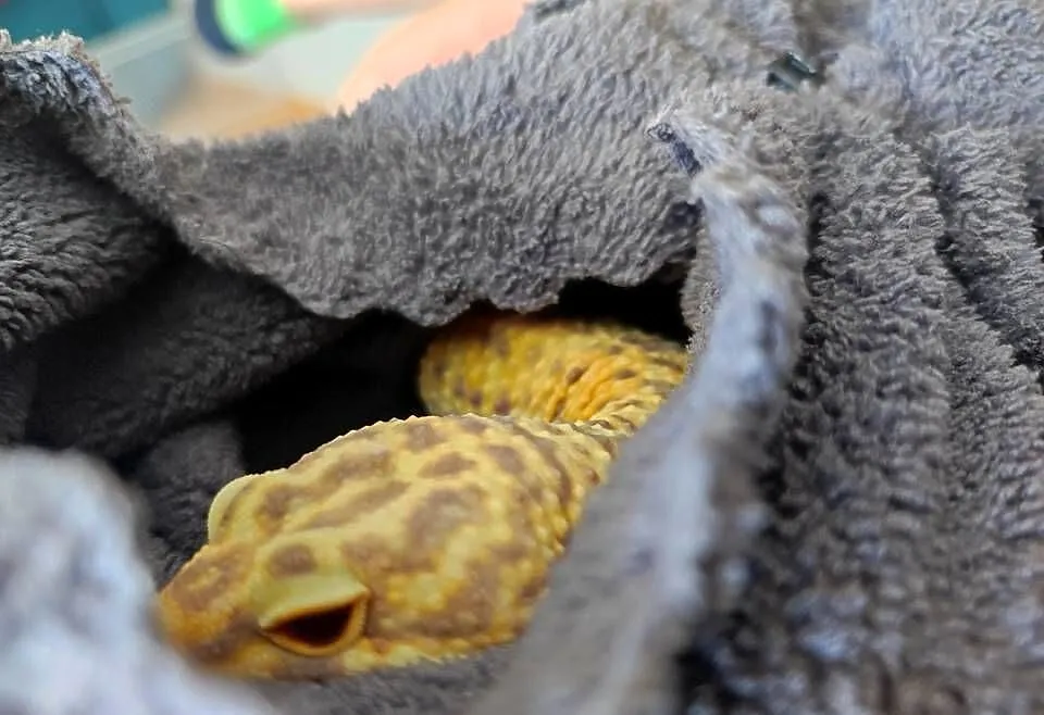 Gekon lamparci samiec z terarium, Mazowieckie, Warszawa