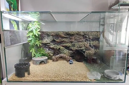 Gekon lamparci samiec z terarium, Mazowieckie, Warszawa