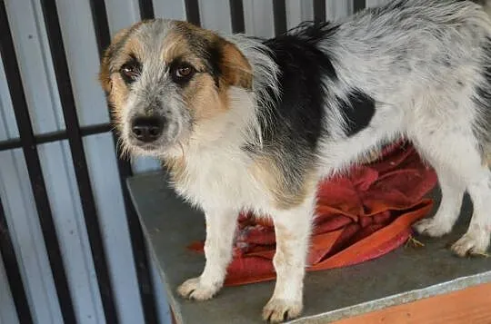 Sarunia - młoda, niewielka, delikatna suczka ADOPCJA