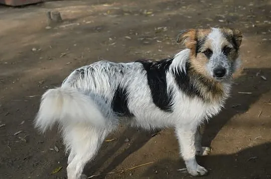 Sarunia - młoda, niewielka, delikatna suczka ADOPC
