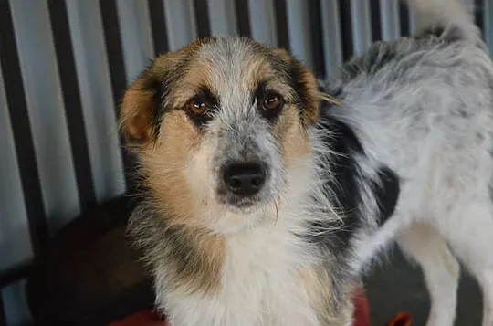 Sarunia - młoda, niewielka, delikatna suczka ADOPC