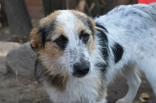 Sarunia - młoda, niewielka, delikatna suczka ADOPC