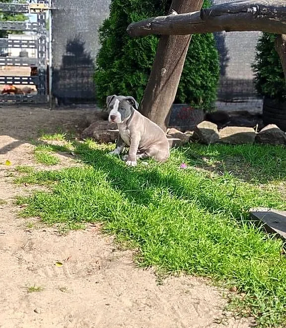 Piesek amstaff, Mazowieckie, Wólka-Przekory