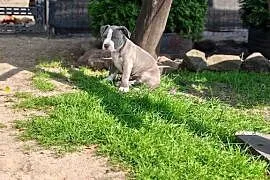 Piesek amstaff