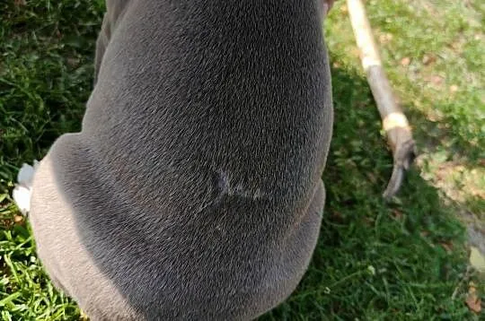 Piesek amstaff, Mazowieckie, Wólka-Przekory