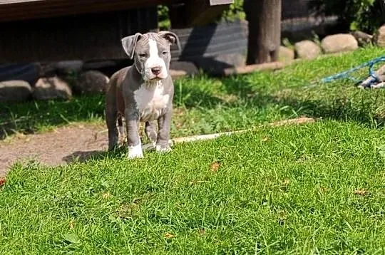 Piesek amstaff, Mazowieckie, Wólka-Przekory