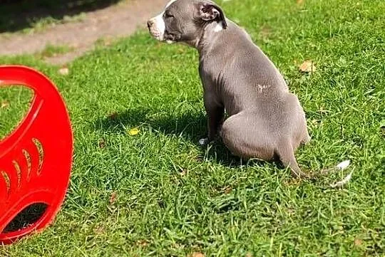 Piesek amstaff, Mazowieckie, Wólka-Przekory