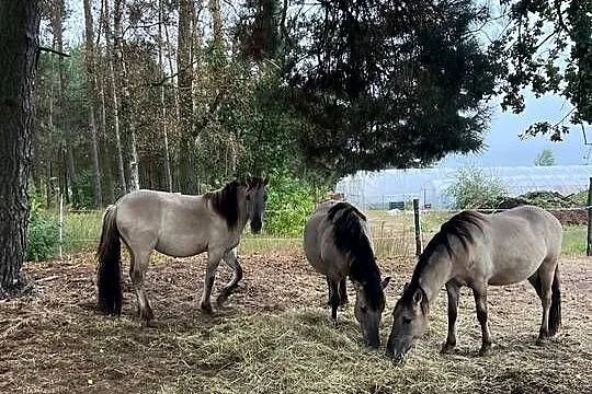 Na sprzedaż 3 konie rasy Konik Polski, Łódzkie, Lubiaszów