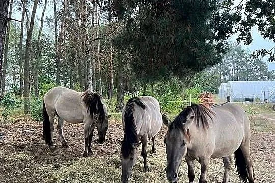 Na sprzedaż 3 konie rasy Konik Polski, Łódzkie, Lubiaszów