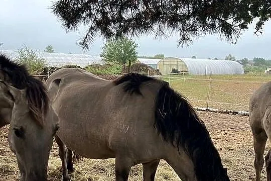 Na sprzedaż 3 konie rasy Konik Polski, Łódzkie, Lubiaszów